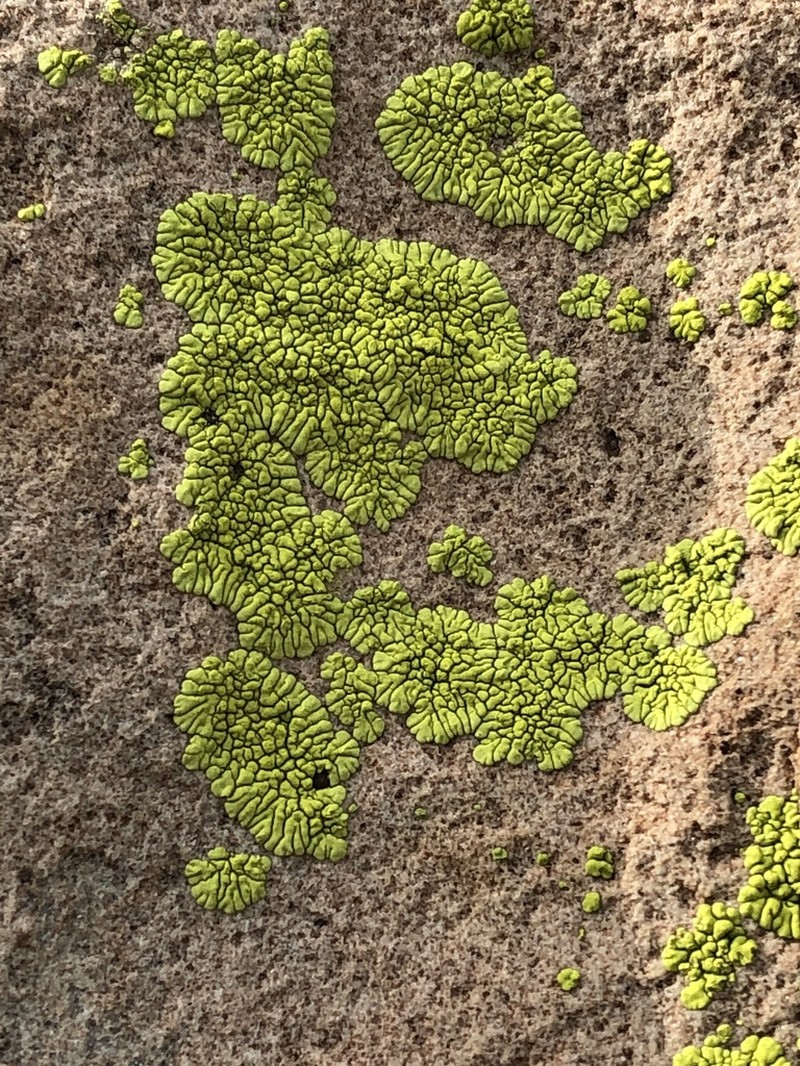 Pleopsidium flavum photo 4