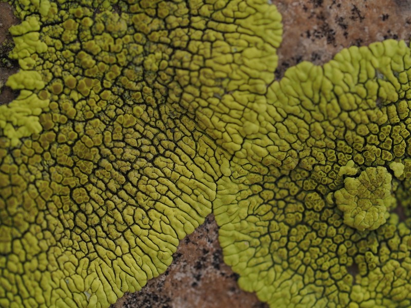 Pleopsidium flavum photo 5