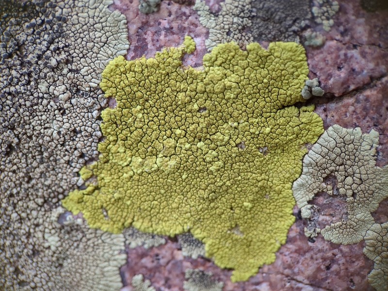 Pleopsidium flavum photo 6