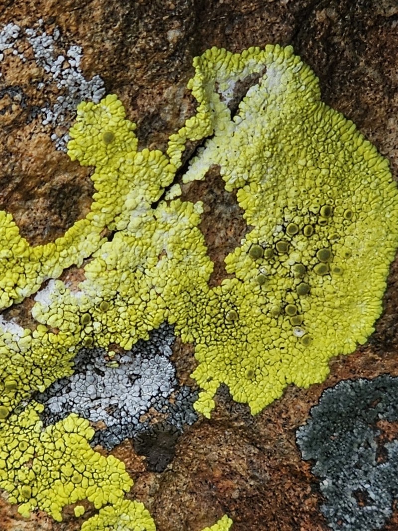Pleopsidium flavum photo 7