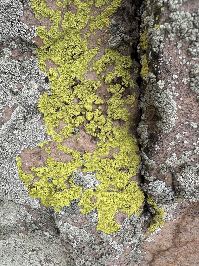 Pleopsidium flavum photo 8