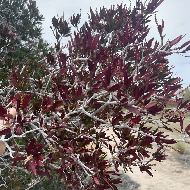 Arrow Poision Plant