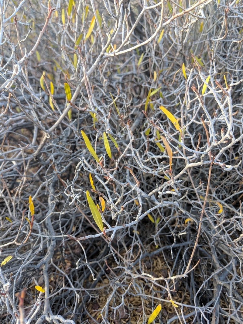 Arrow Poision Plant photo 2