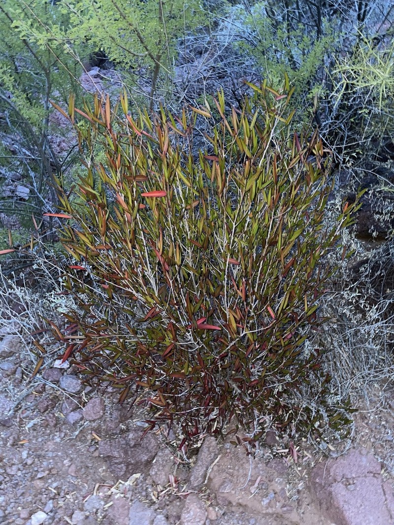 Arrow Poision Plant photo 3