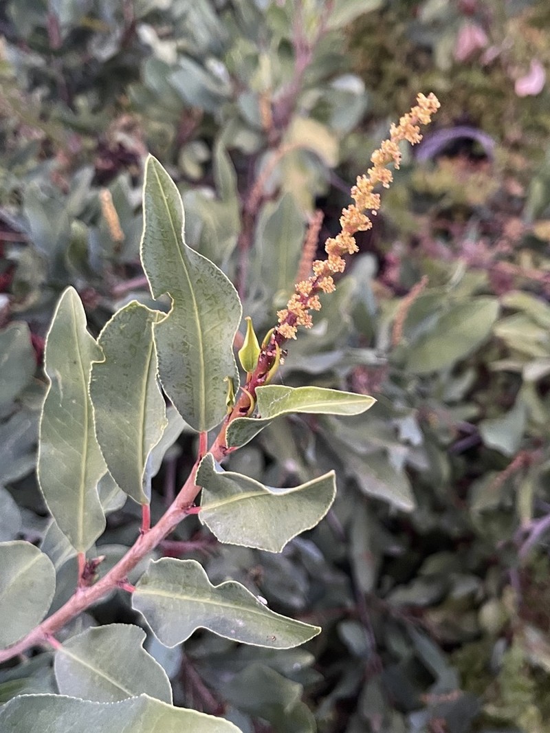 Arrow Poision Plant photo 4