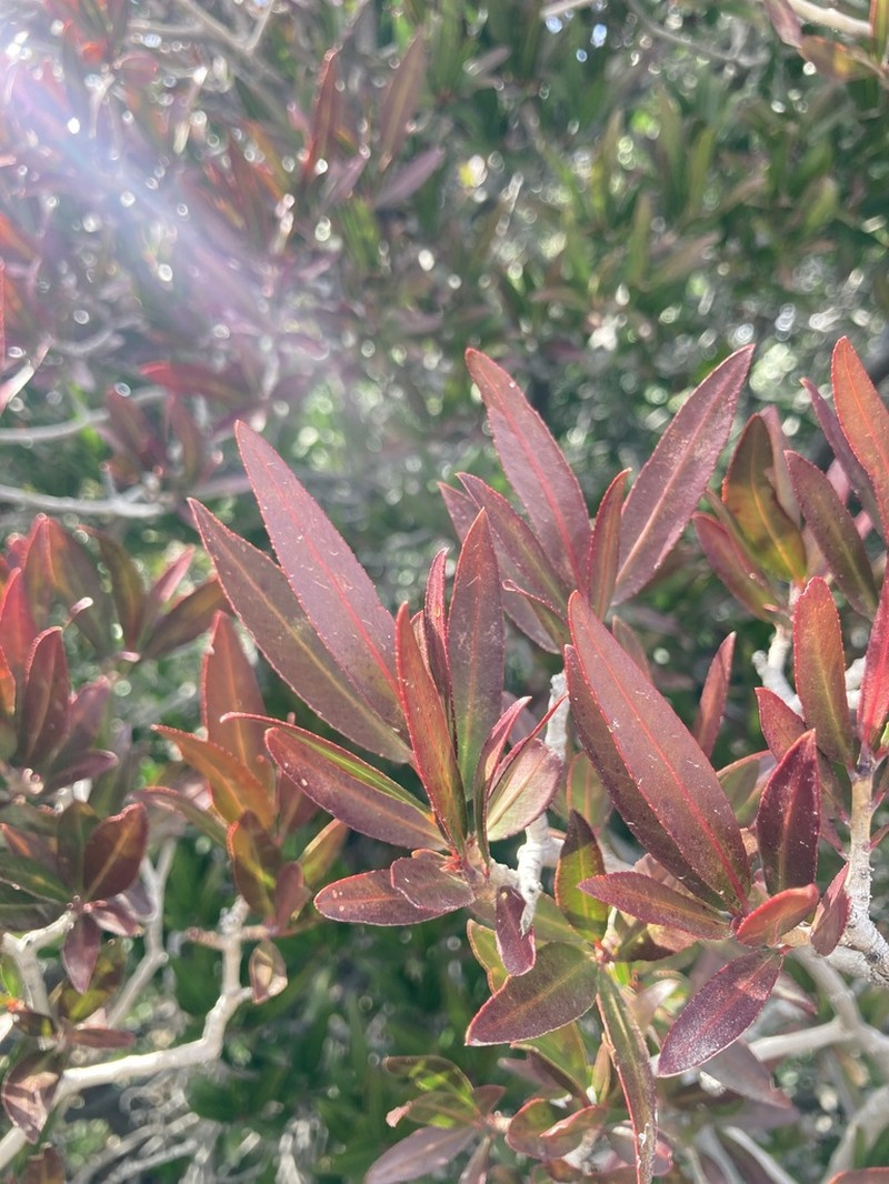 Arrow Poision Plant photo 6