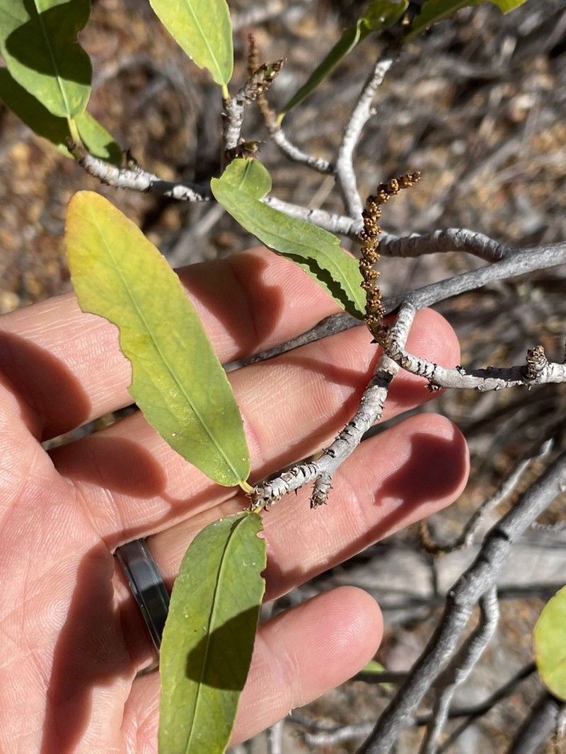 Arrow Poision Plant photo 7