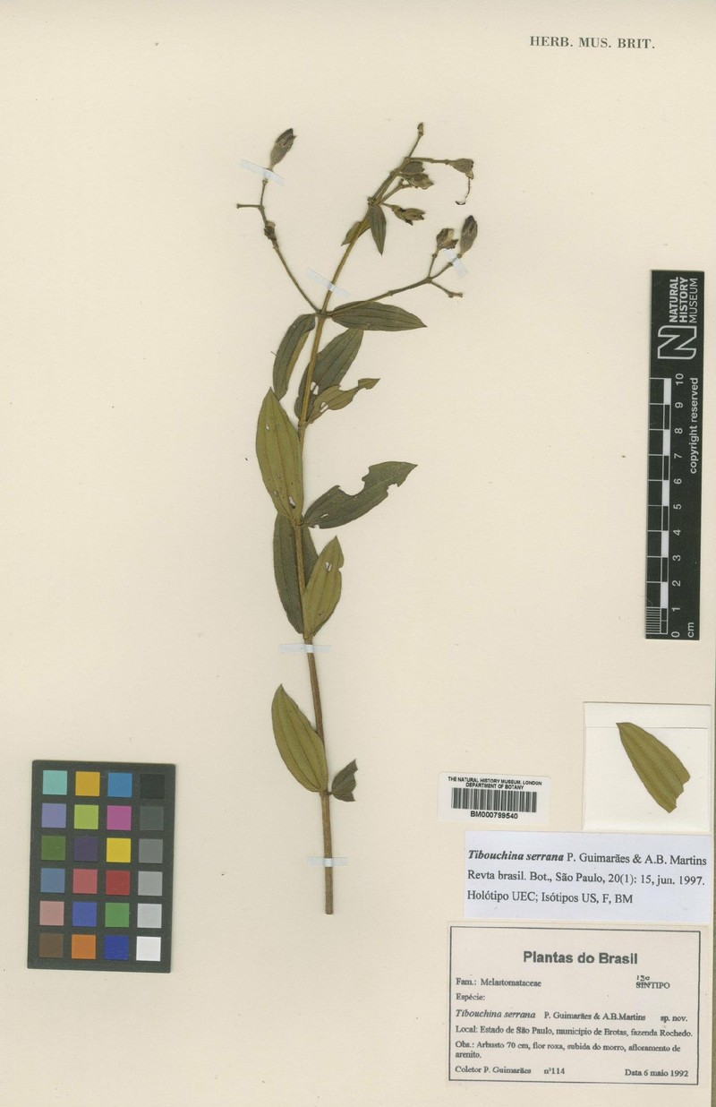 Pleroma ackermannii