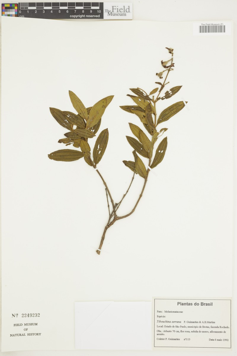 Pleroma ackermannii photo 2
