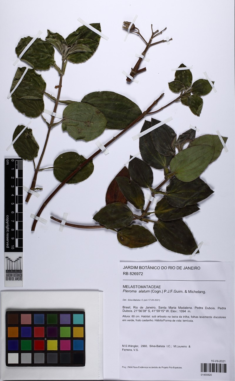 Pleroma alatum