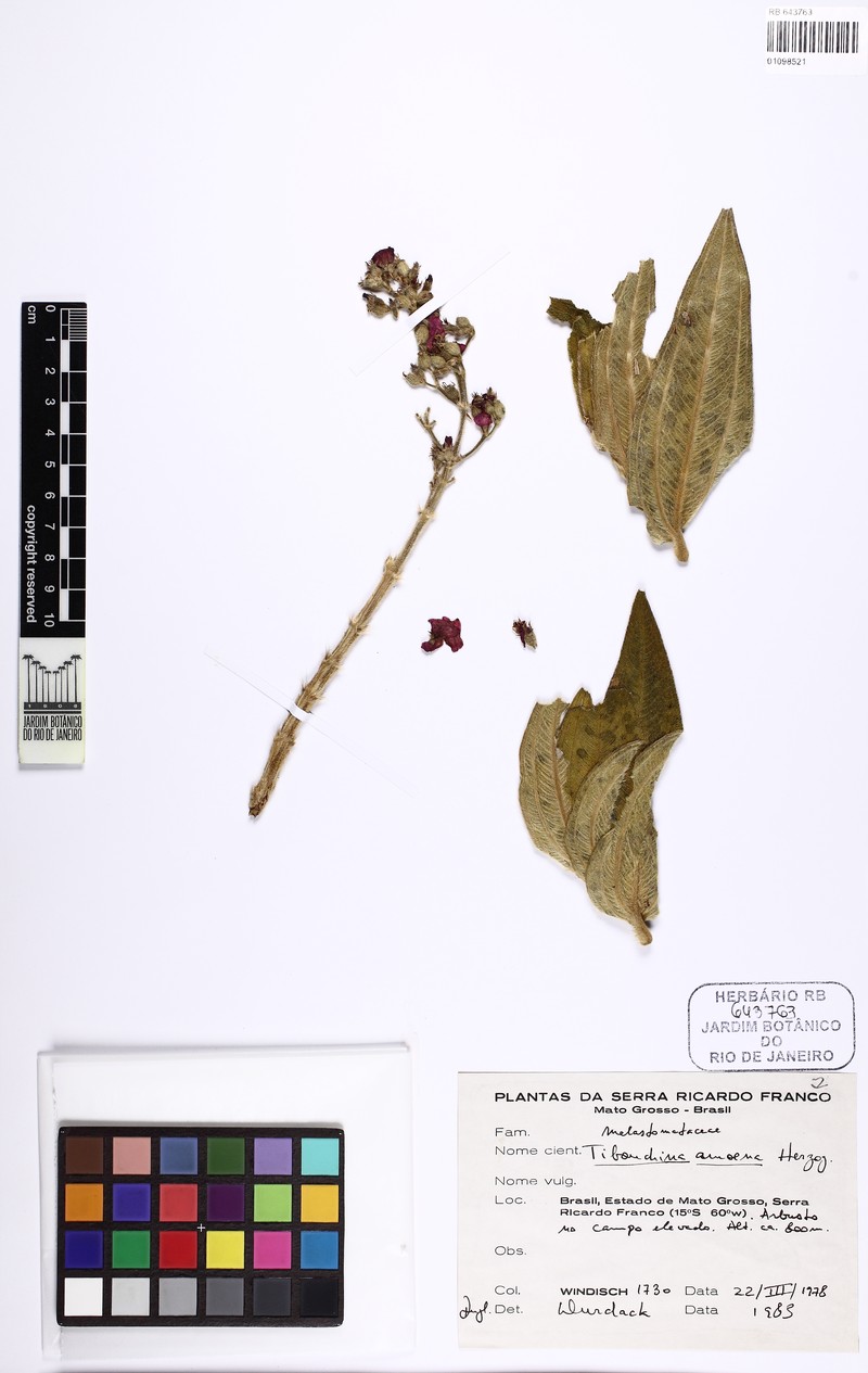 Pleroma amoenum