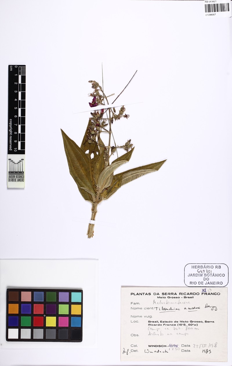Pleroma amoenum photo 2