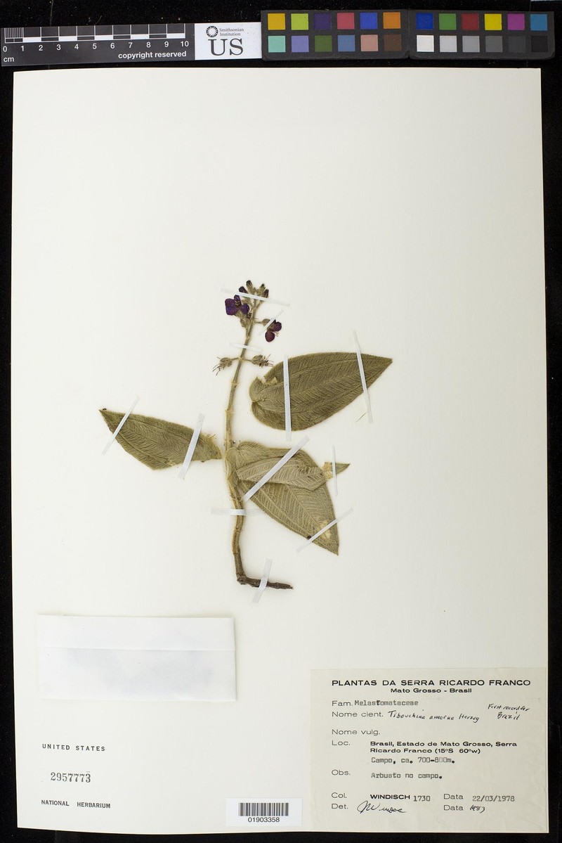 Pleroma amoenum photo 3