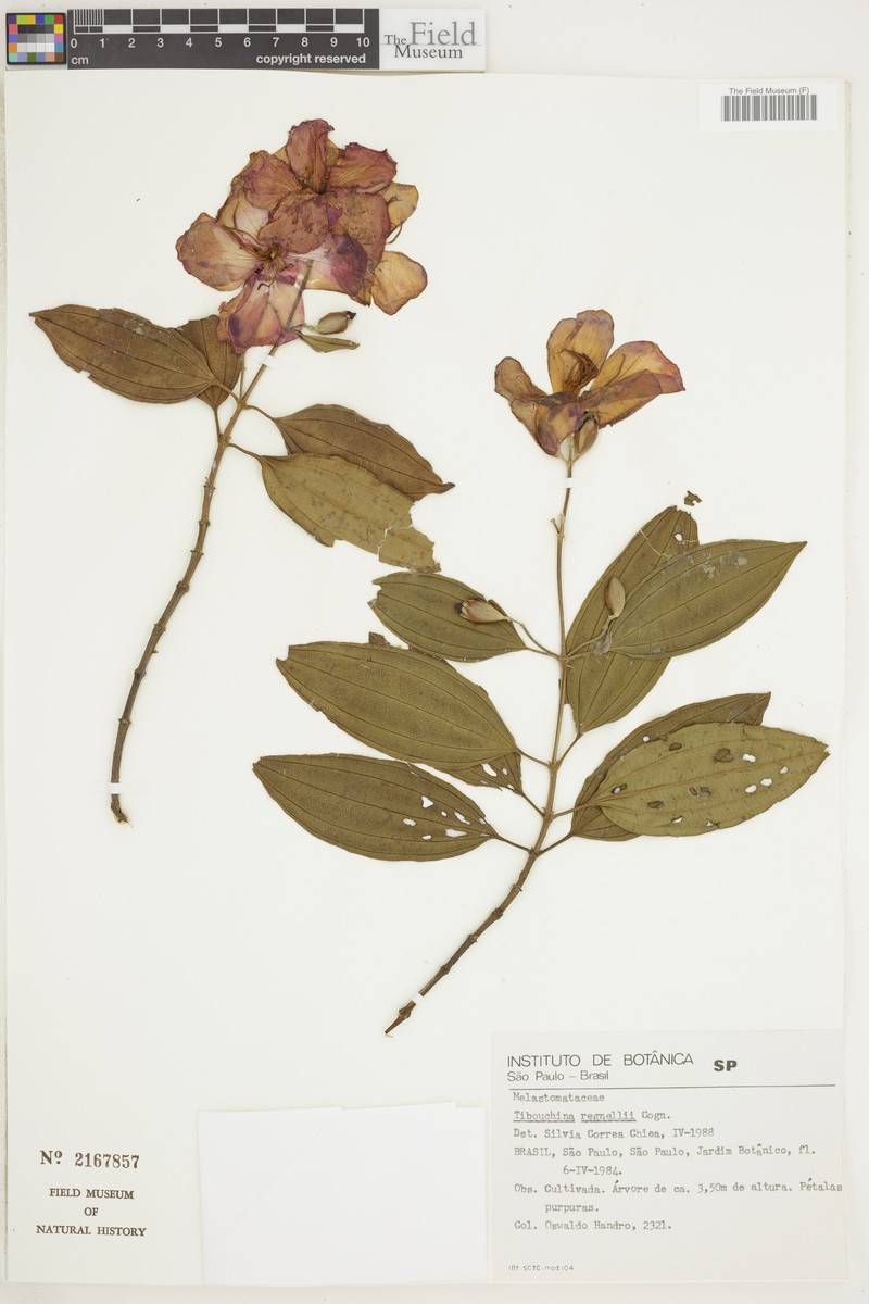 Pleroma andersregnellii