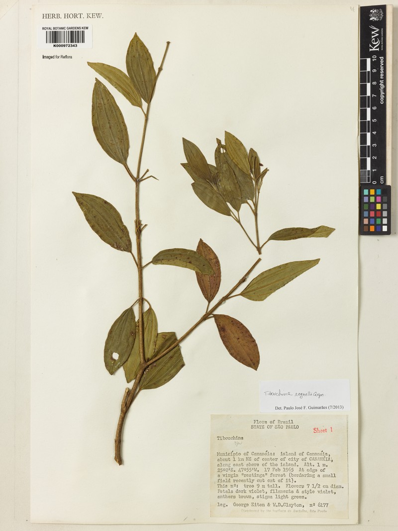 Pleroma andersregnellii photo 3