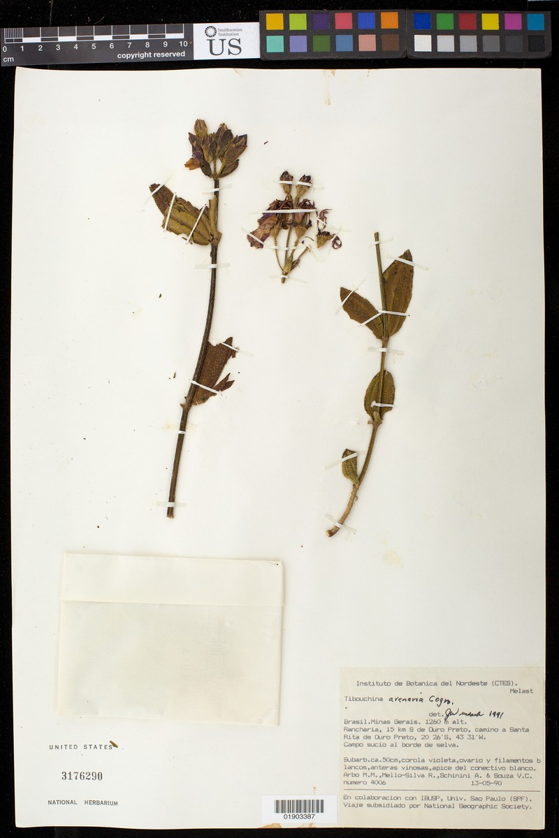 Pleroma arenarium