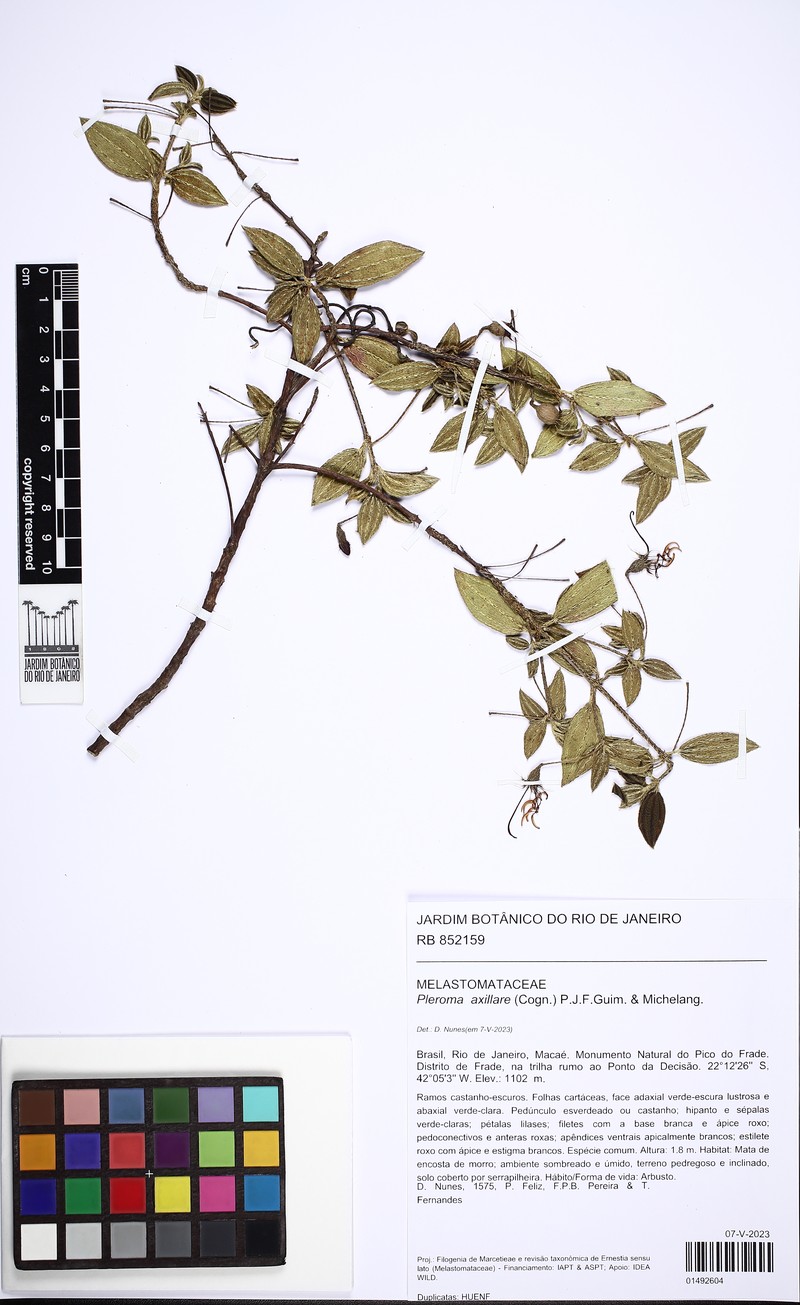 Pleroma axillare photo 2