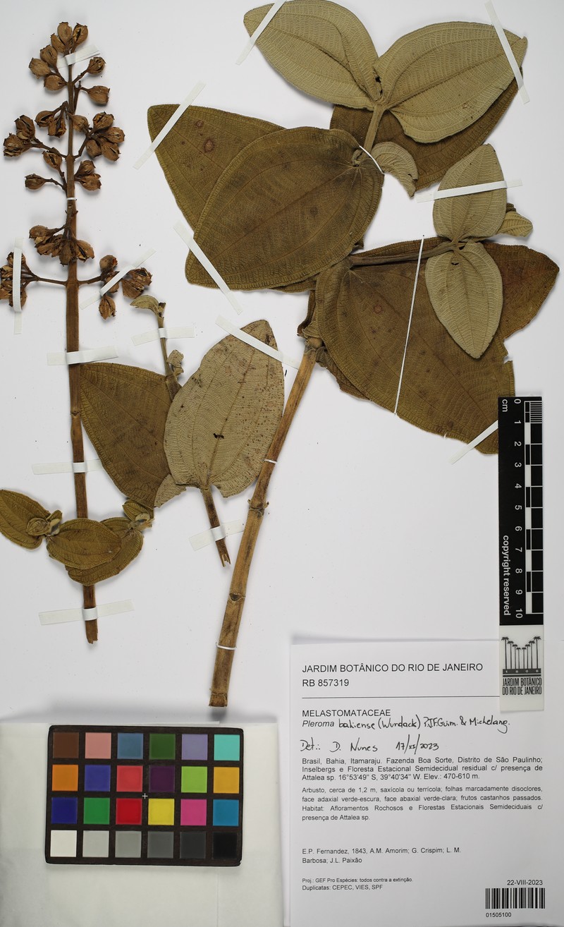 Pleroma bahiense