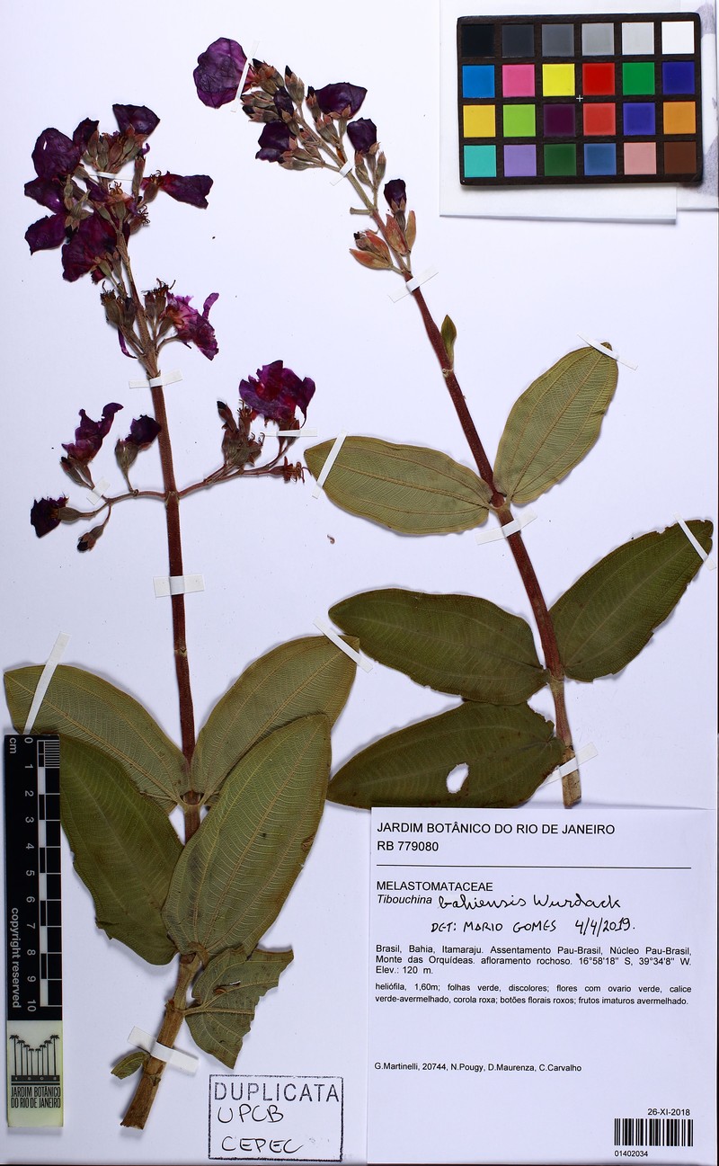 Pleroma bahiense photo 3