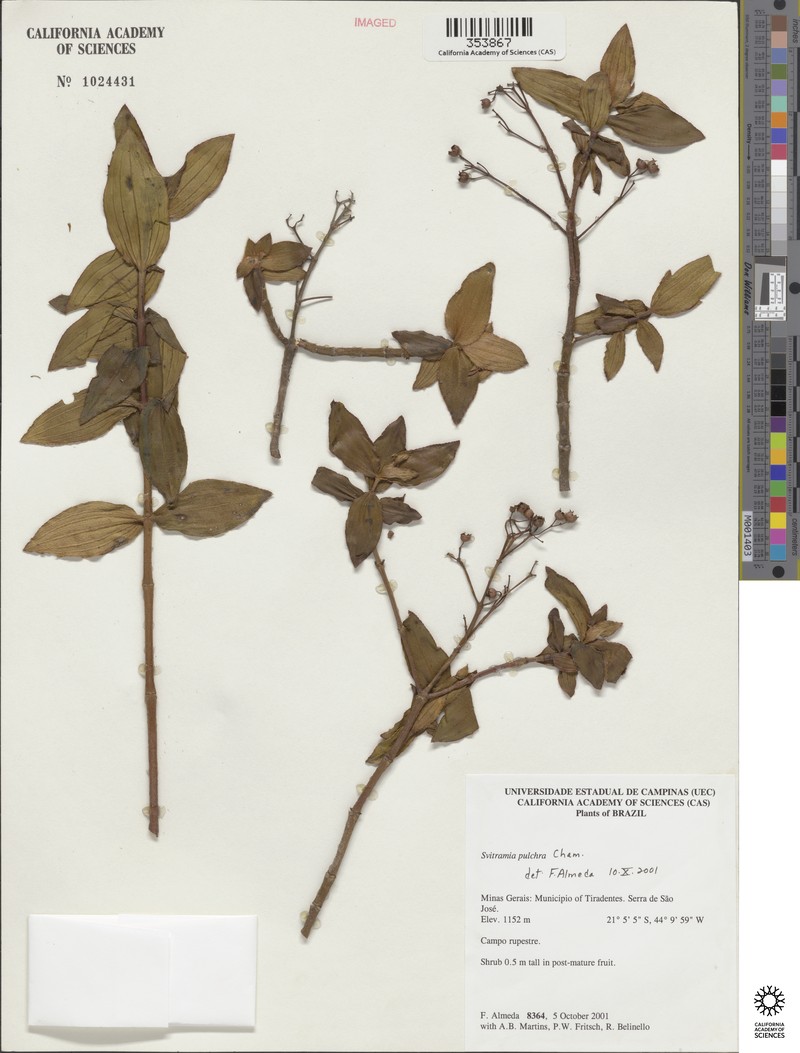 Pleroma bandeirae