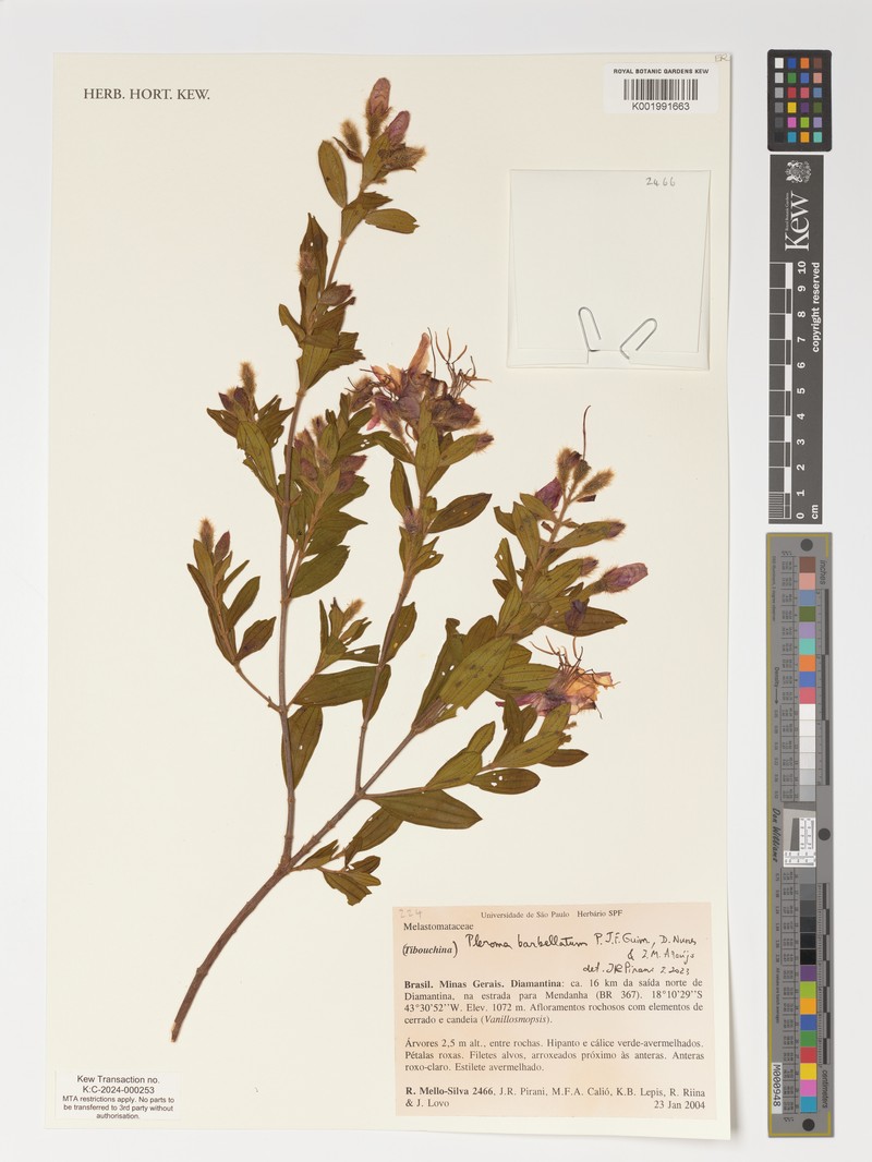 Pleroma barbellatum