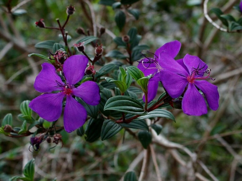Pleroma barnebyanum photo 2