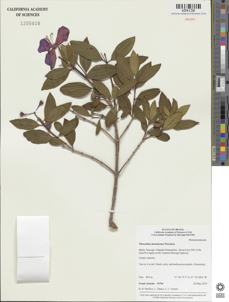 Pleroma barnebyanum photo 3