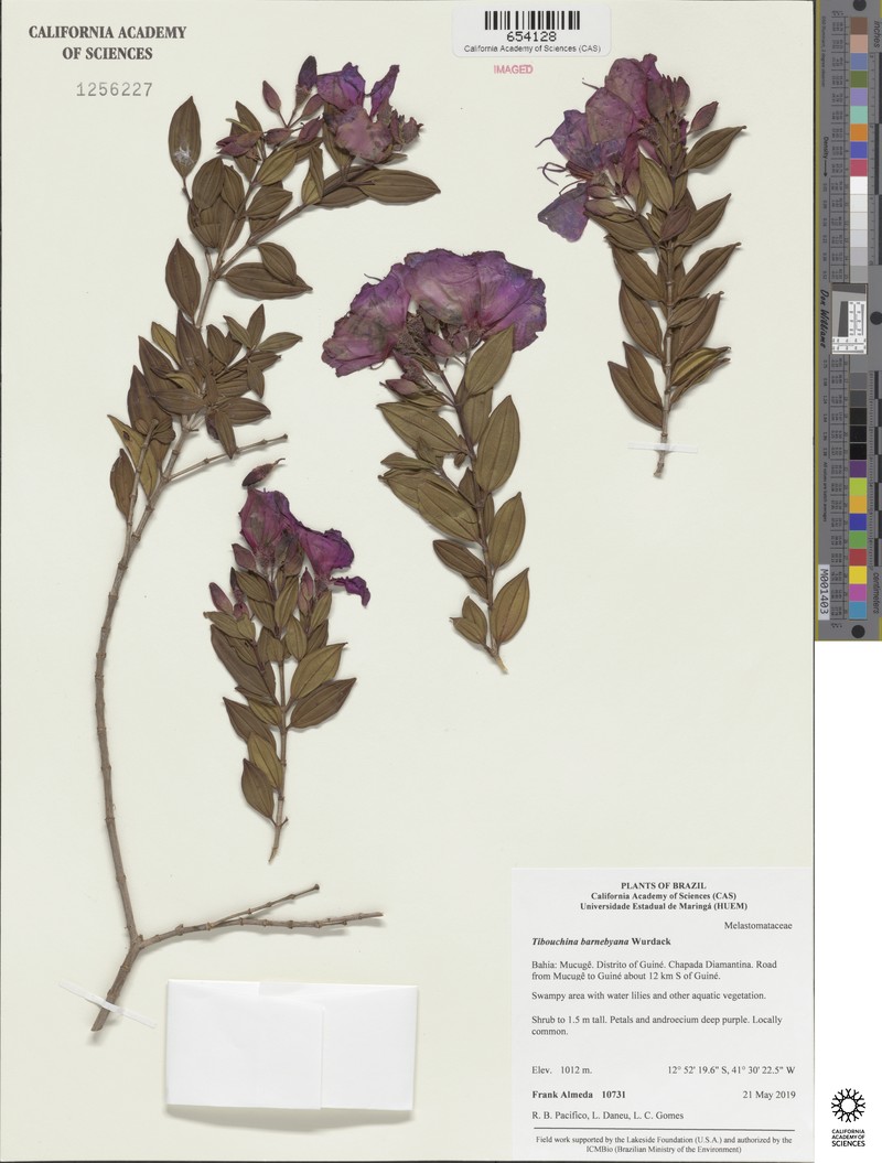 Pleroma barnebyanum photo 4