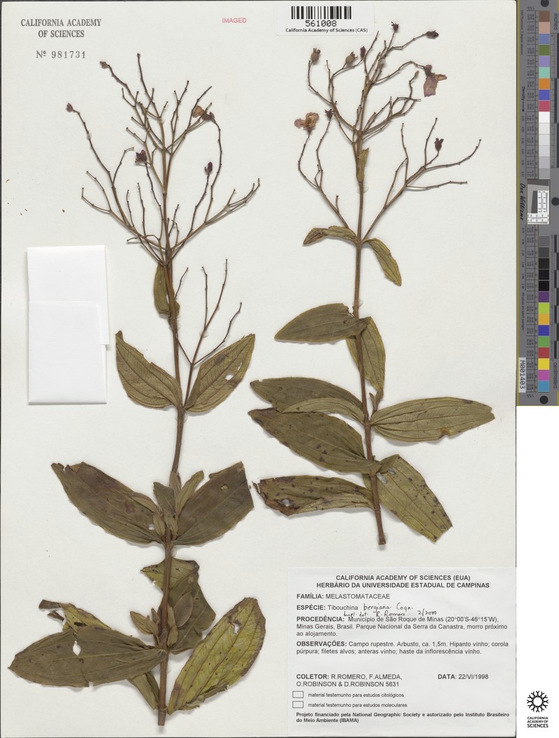 Pleroma bergianum