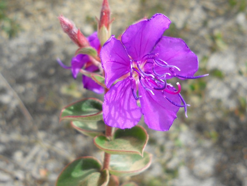 Pleroma blanchetianum