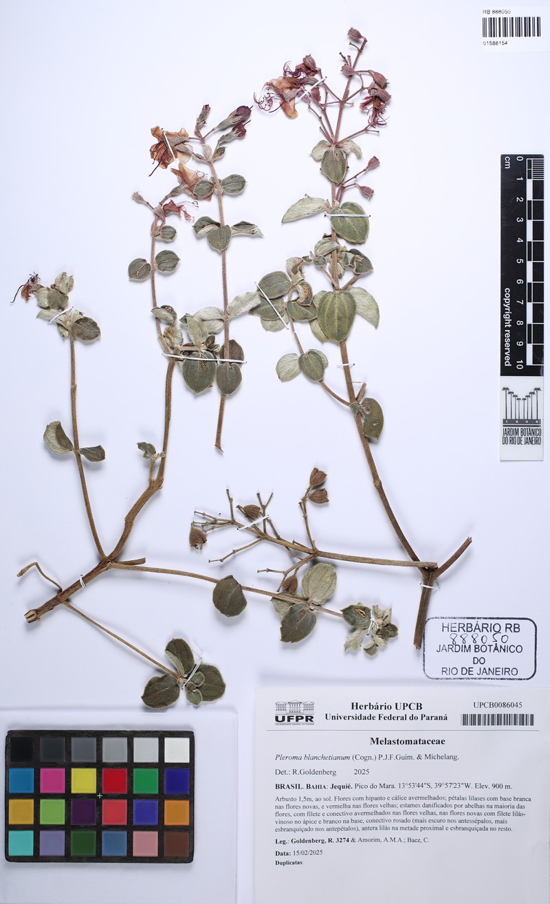 Pleroma blanchetianum photo 2