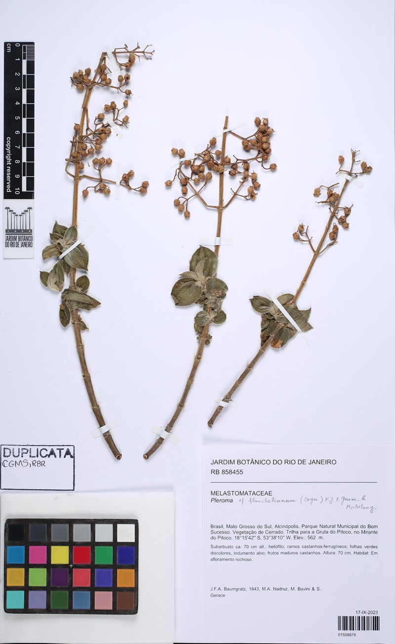 Pleroma blanchetianum photo 3