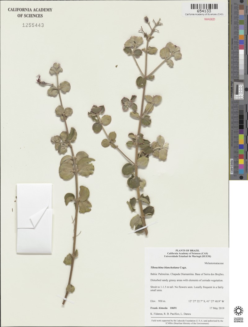 Pleroma blanchetianum photo 4