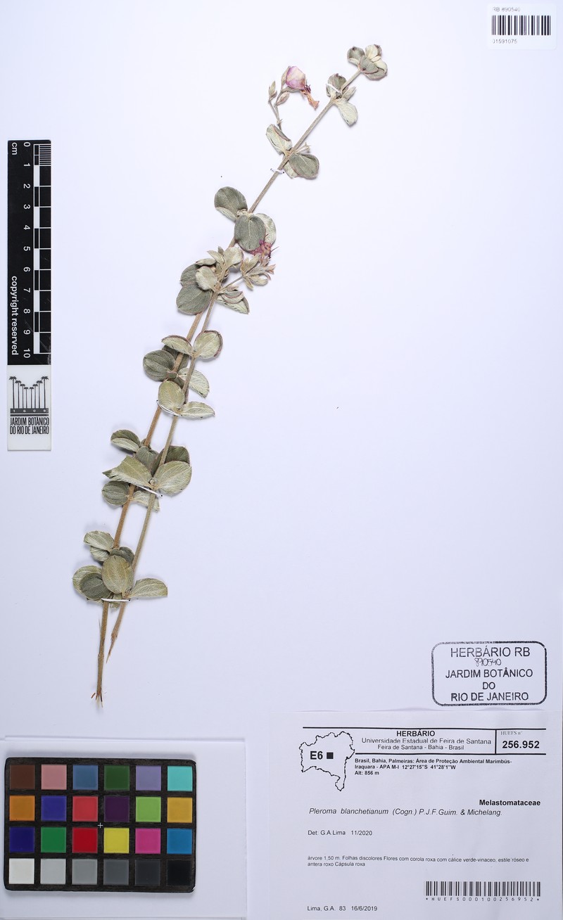 Pleroma blanchetianum photo 5