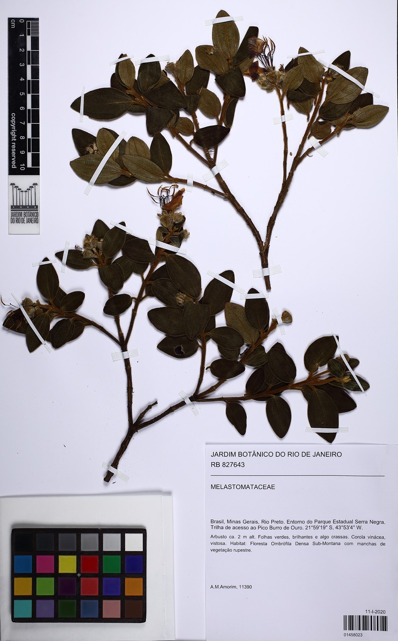 Pleroma boraceiense