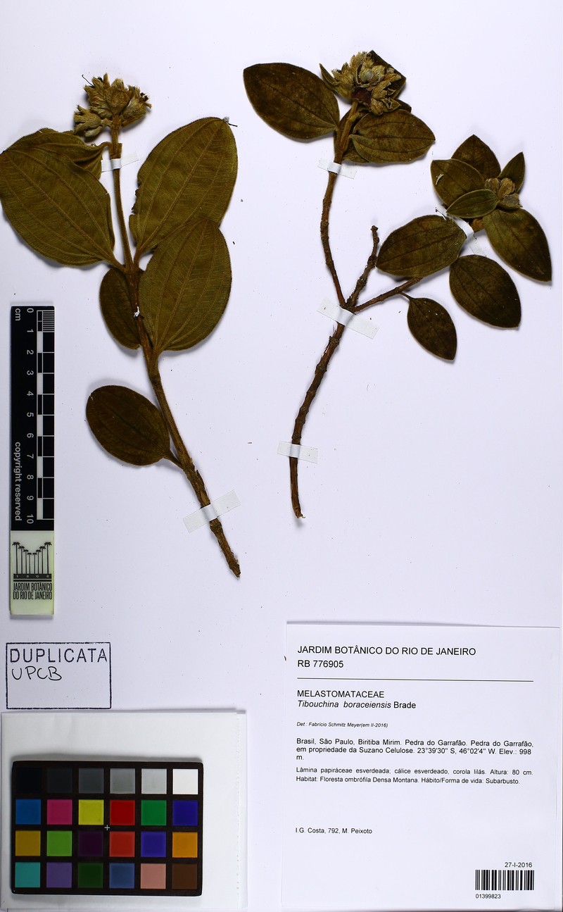 Pleroma boraceiense photo 2