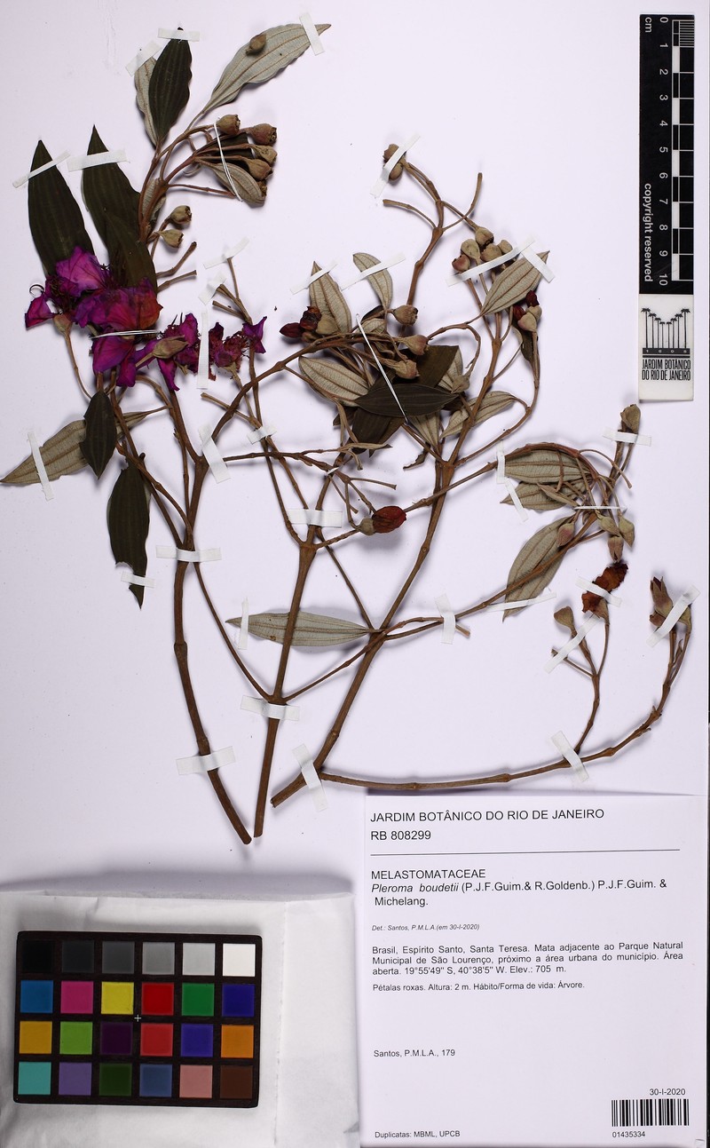 Pleroma boudetii