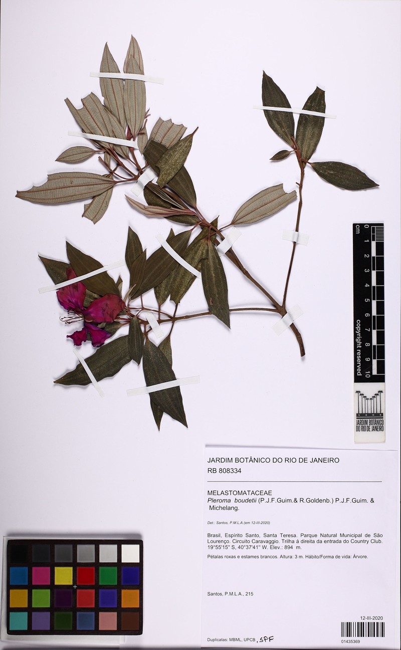 Pleroma boudetii photo 2