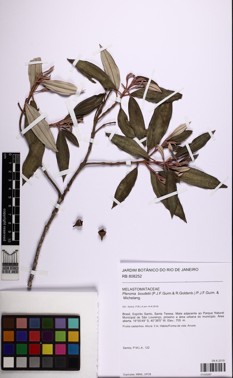 Pleroma boudetii photo 3