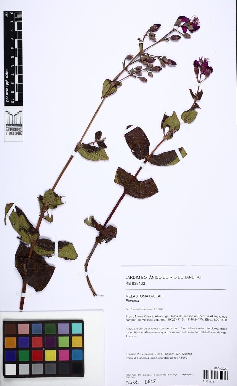 Pleroma brevicomosum