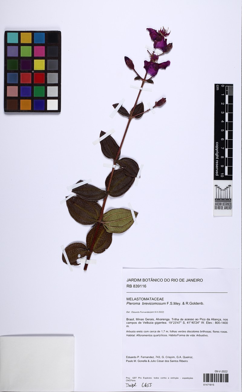 Pleroma brevicomosum photo 2