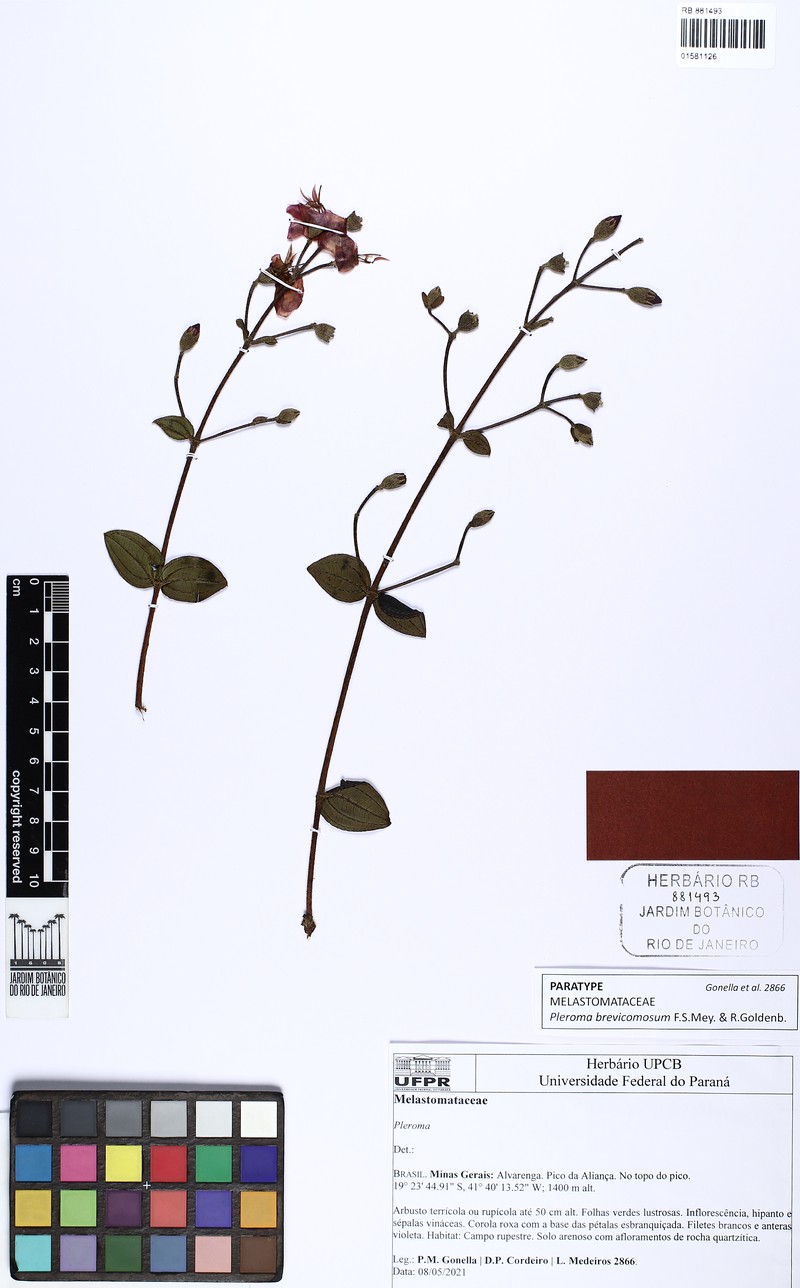 Pleroma brevicomosum photo 3