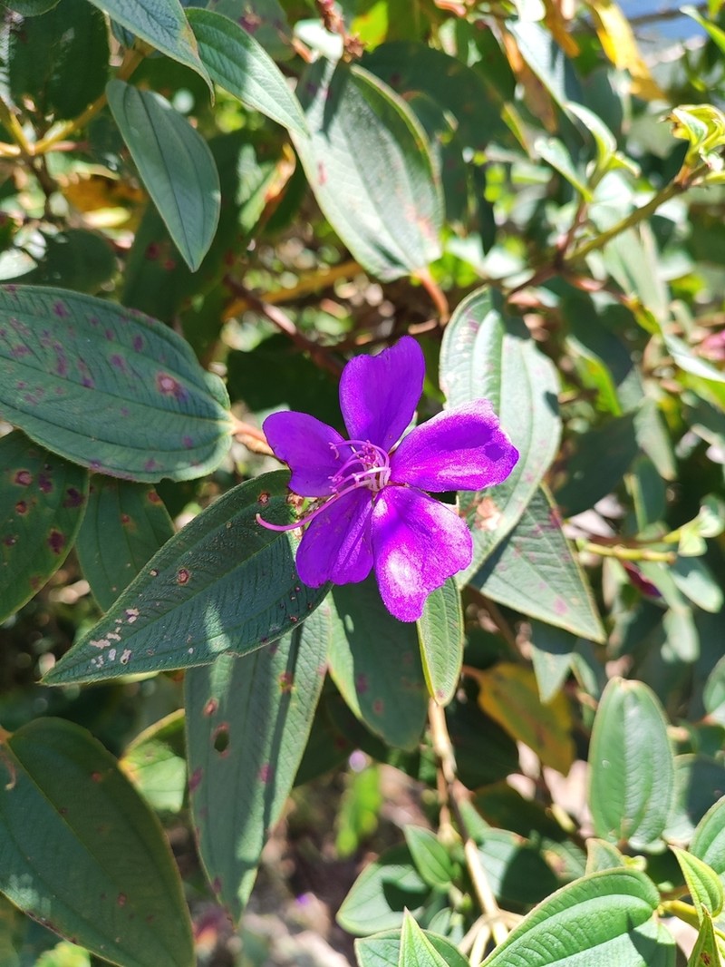 Pleroma caatingae