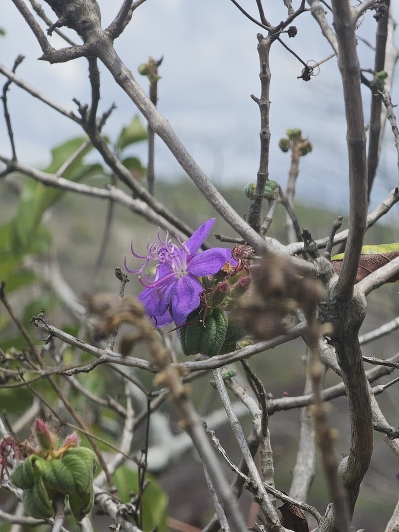 Pleroma caatingae photo 5
