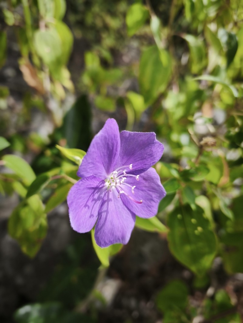 Pleroma caatingae photo 6