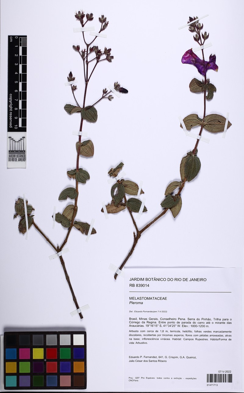Pleroma caetanoi