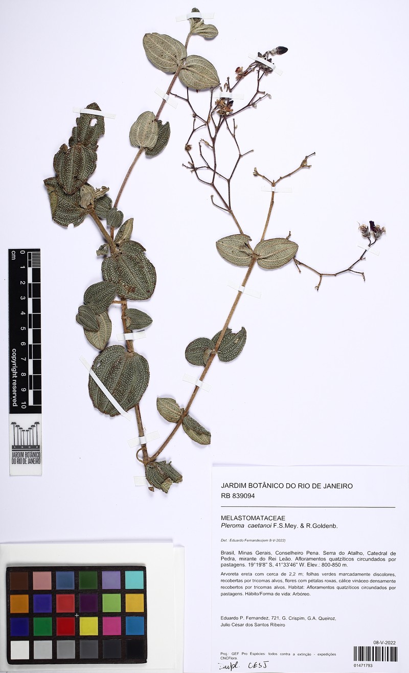 Pleroma caetanoi photo 2