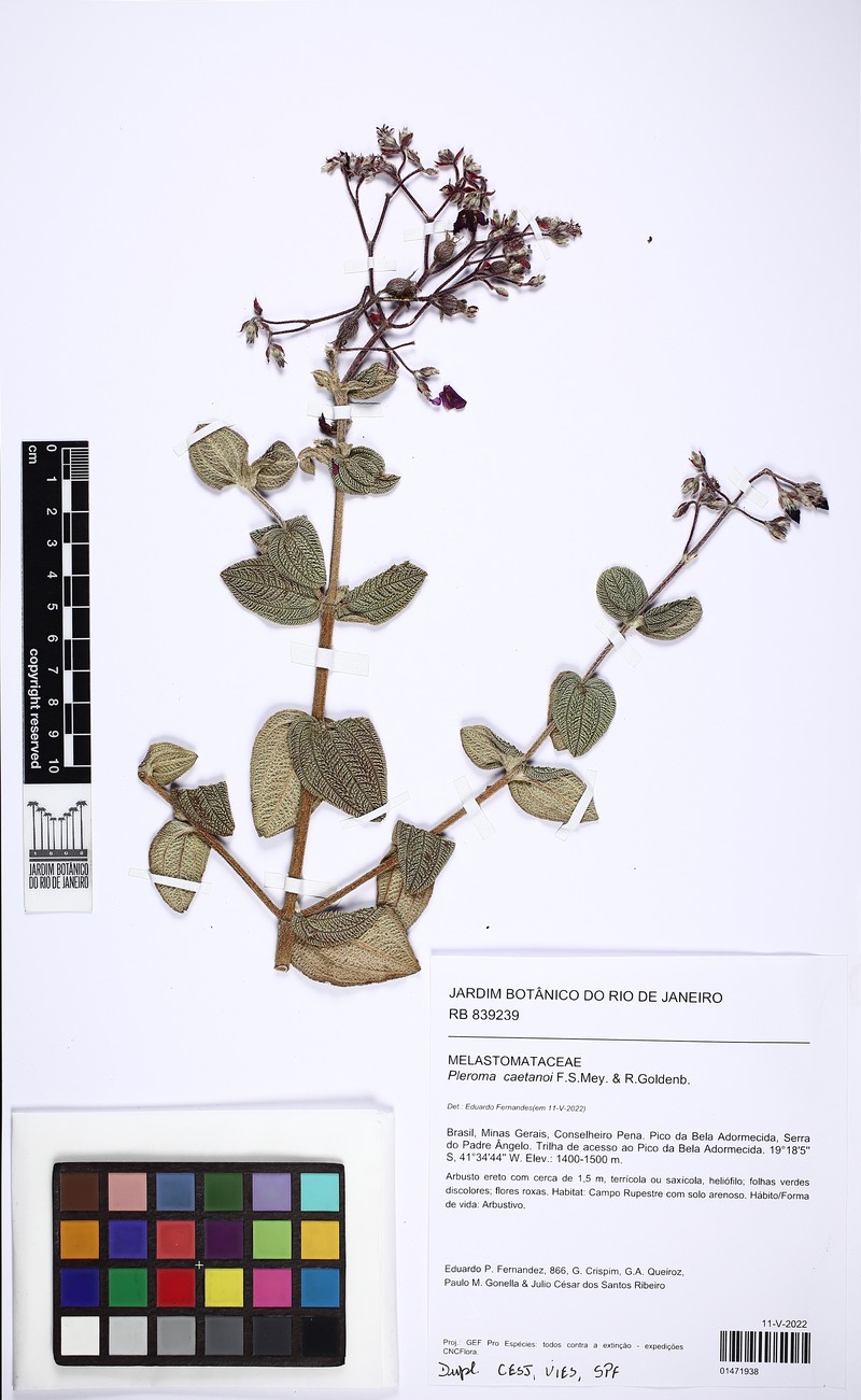 Pleroma caetanoi photo 3