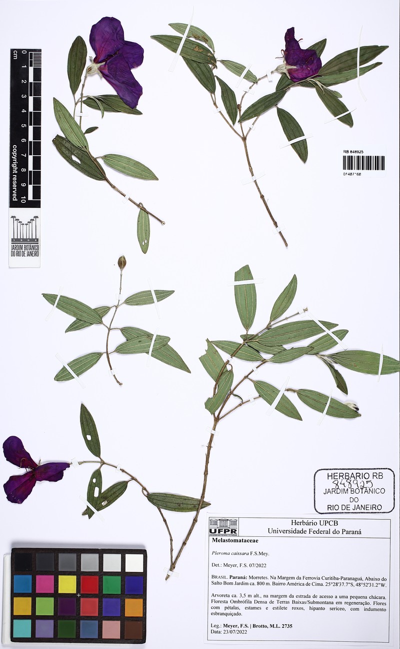 Pleroma caissara photo 2