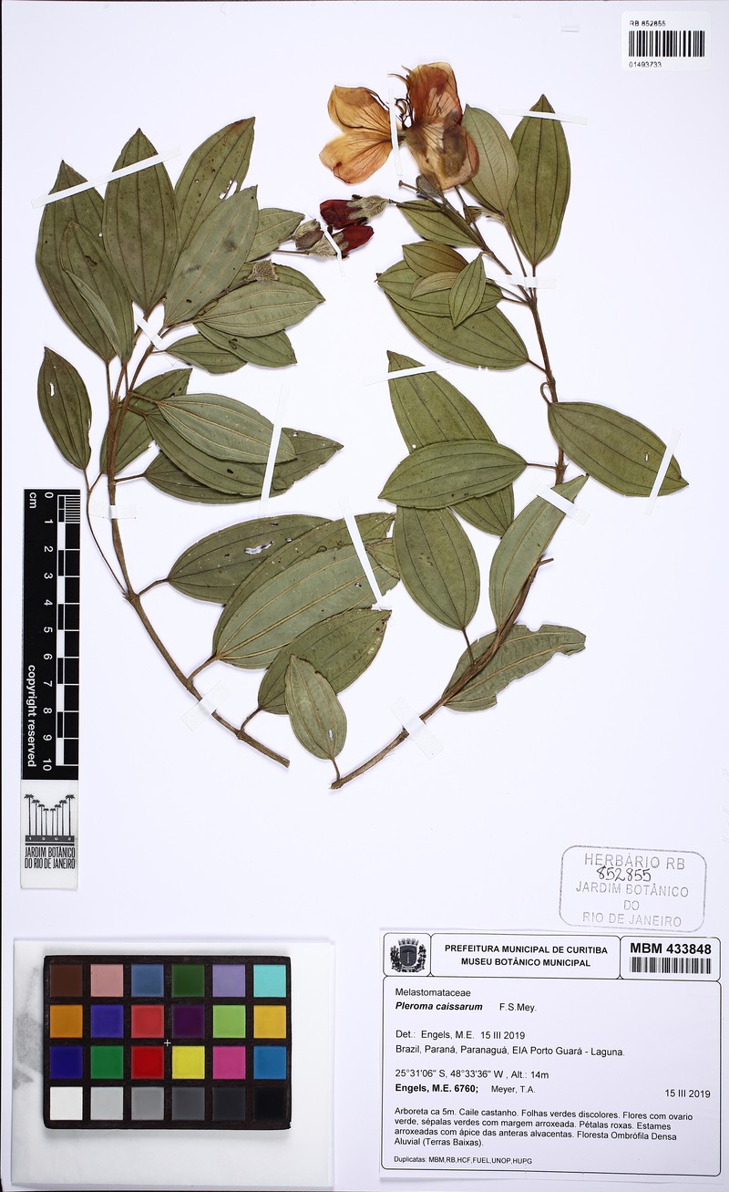 Pleroma caissara photo 3